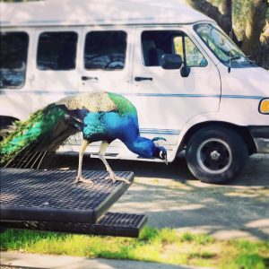 Van Life Peacock Campsite